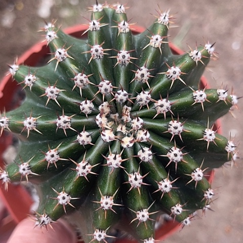 实生彩草带盆土发货