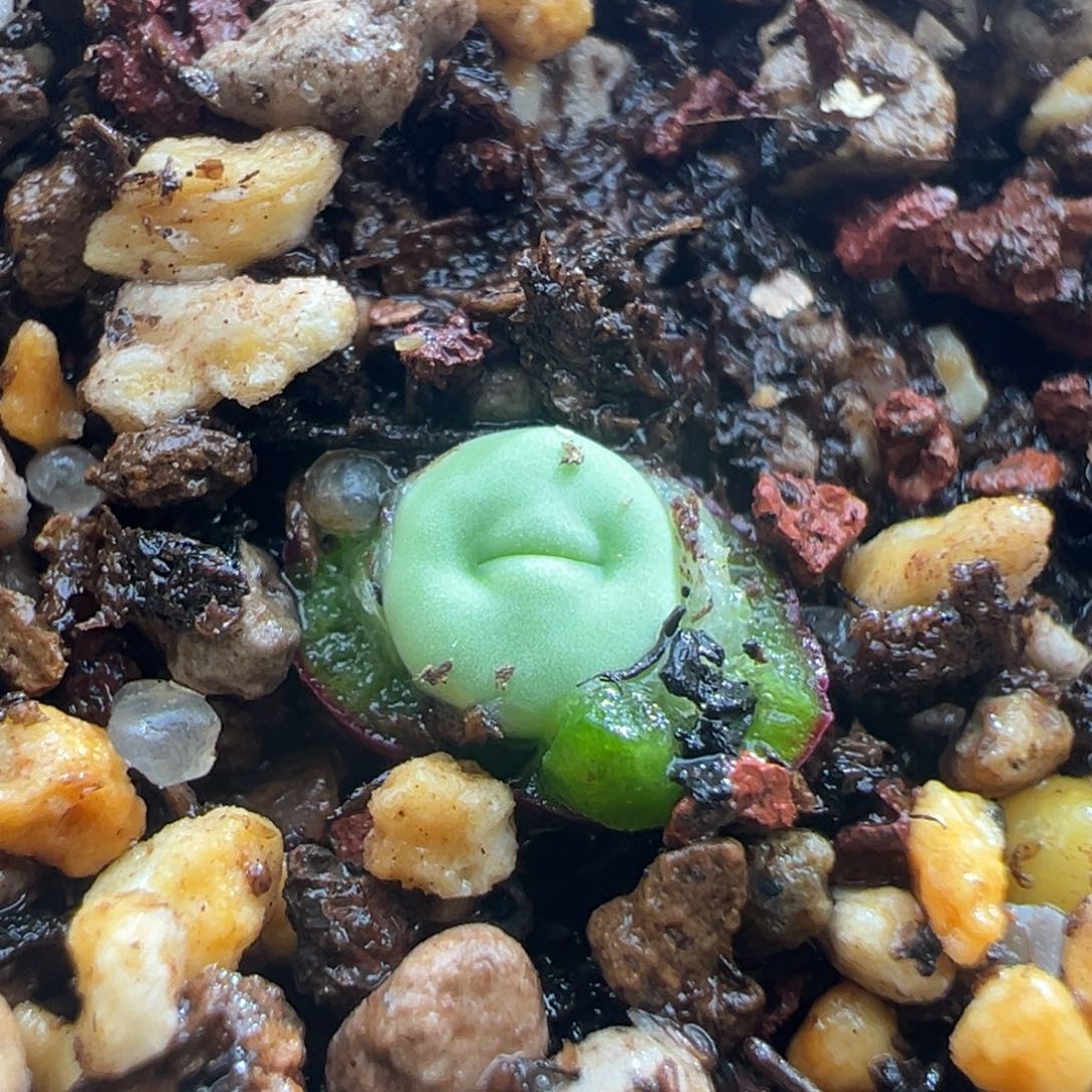 726优选贝特芬红嘴一颗