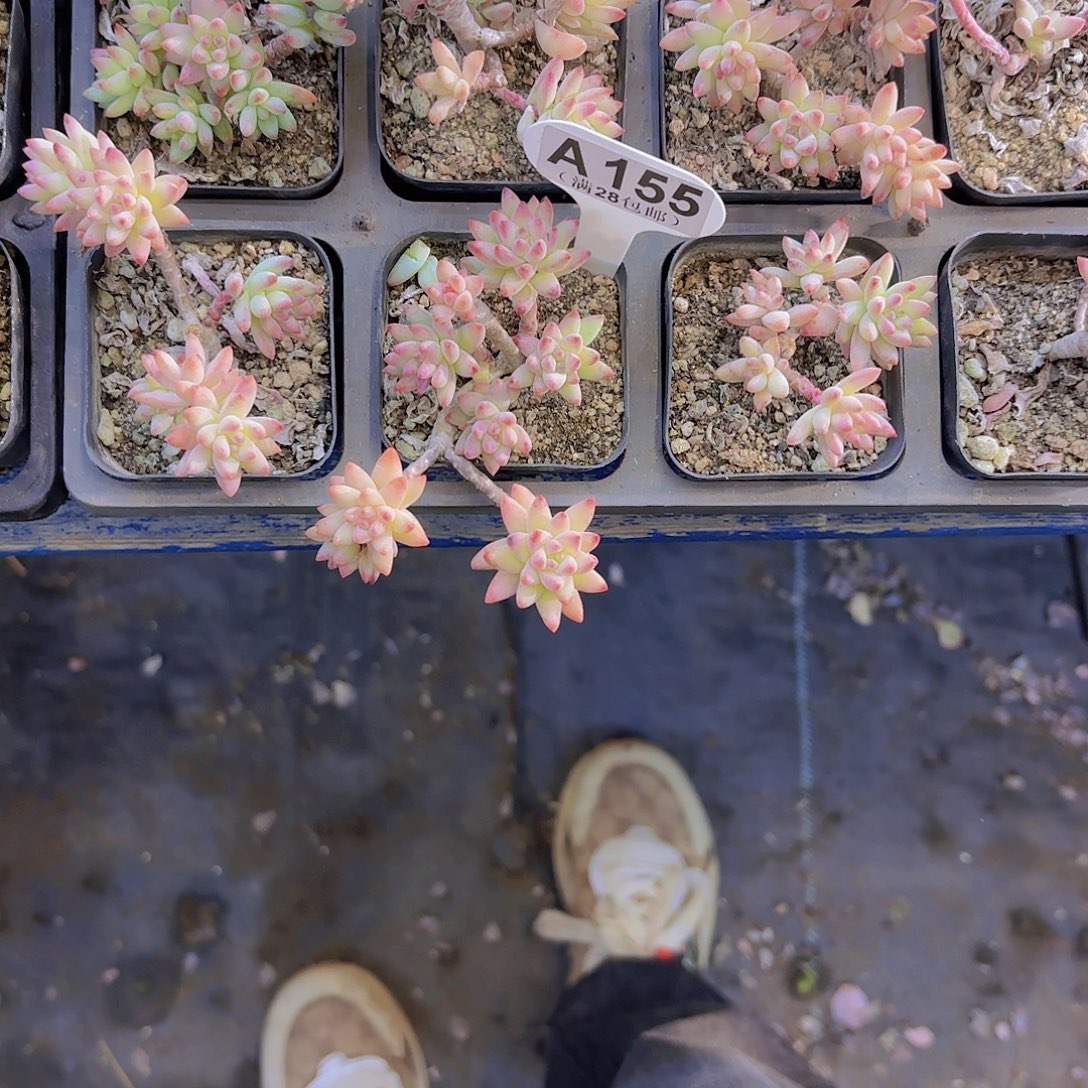 妍****A155树冰一物一拍