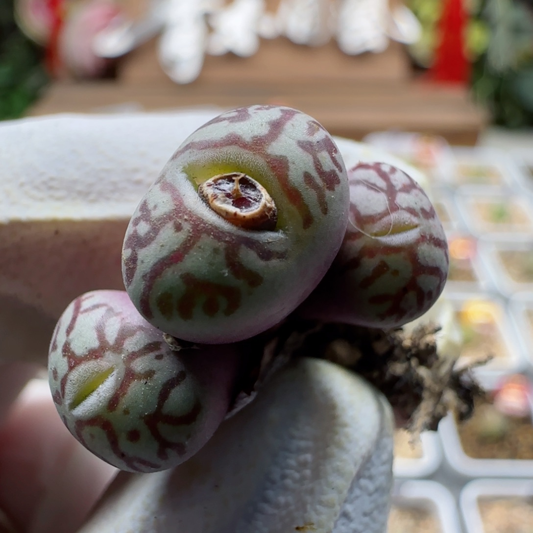 2-13-113当天满58包邮日本井出墨多肉脱土