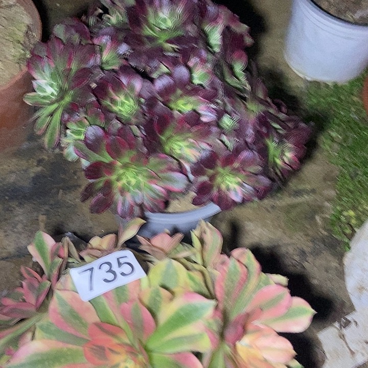 安娜无主头 红袖朵朵735不包断