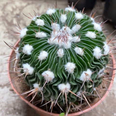 多了玉仙人球12米仙人球