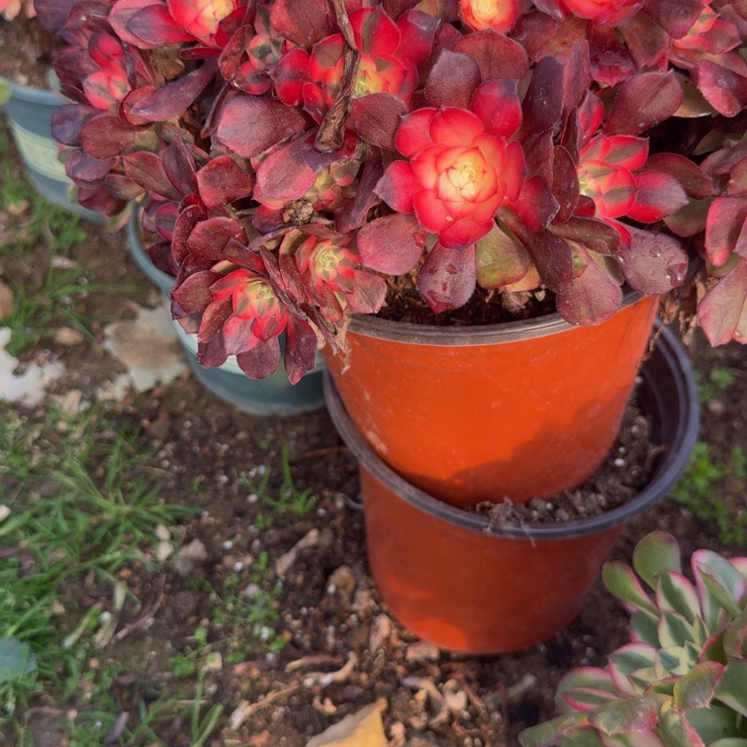 浅***然爱丽丝到春费用。多肉植物