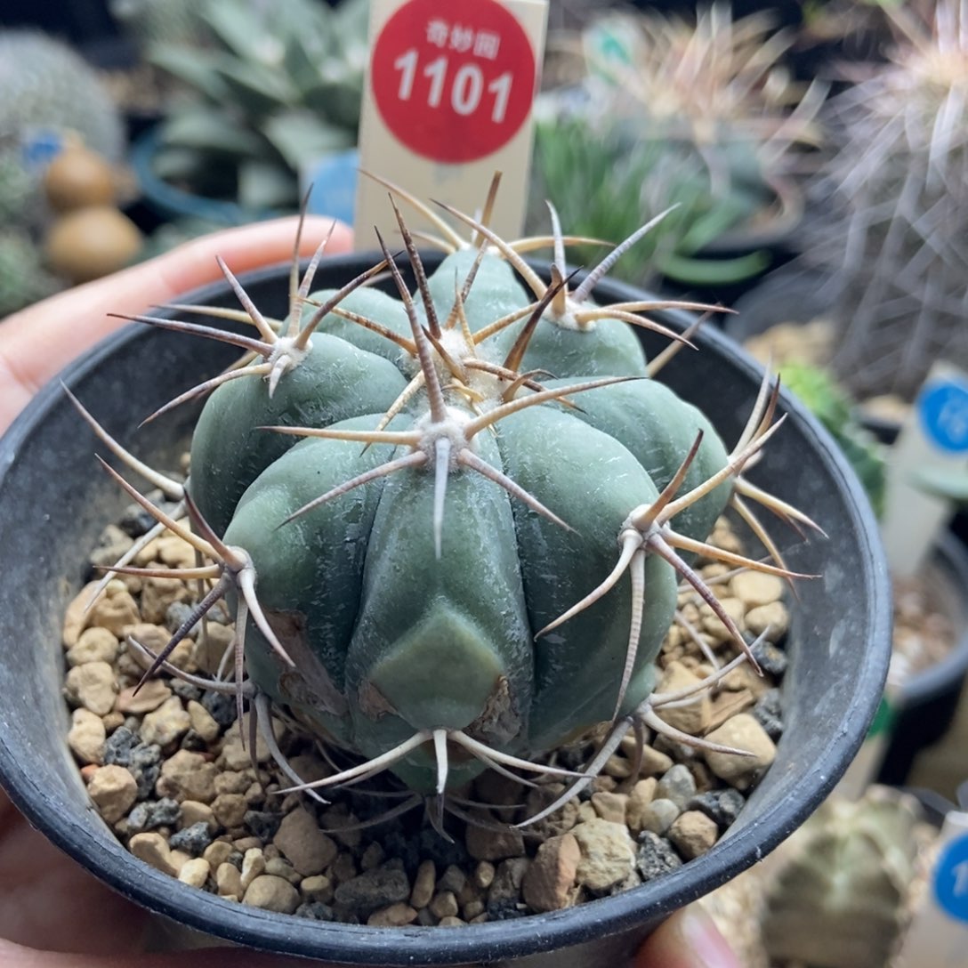 实生花王丸平丸5.3cm侧面有斑