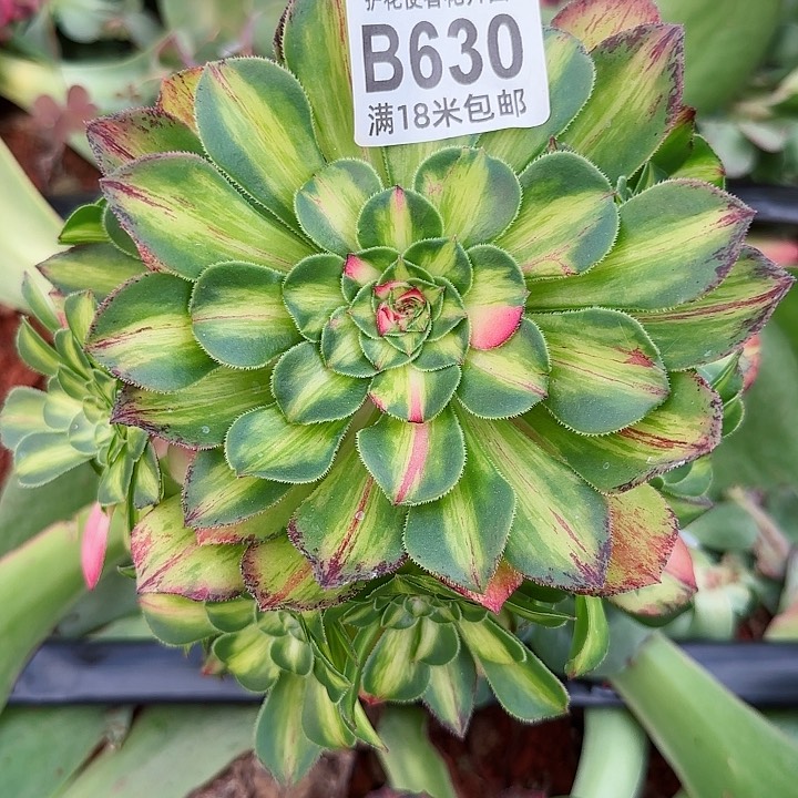 多肉法师知否朵朵