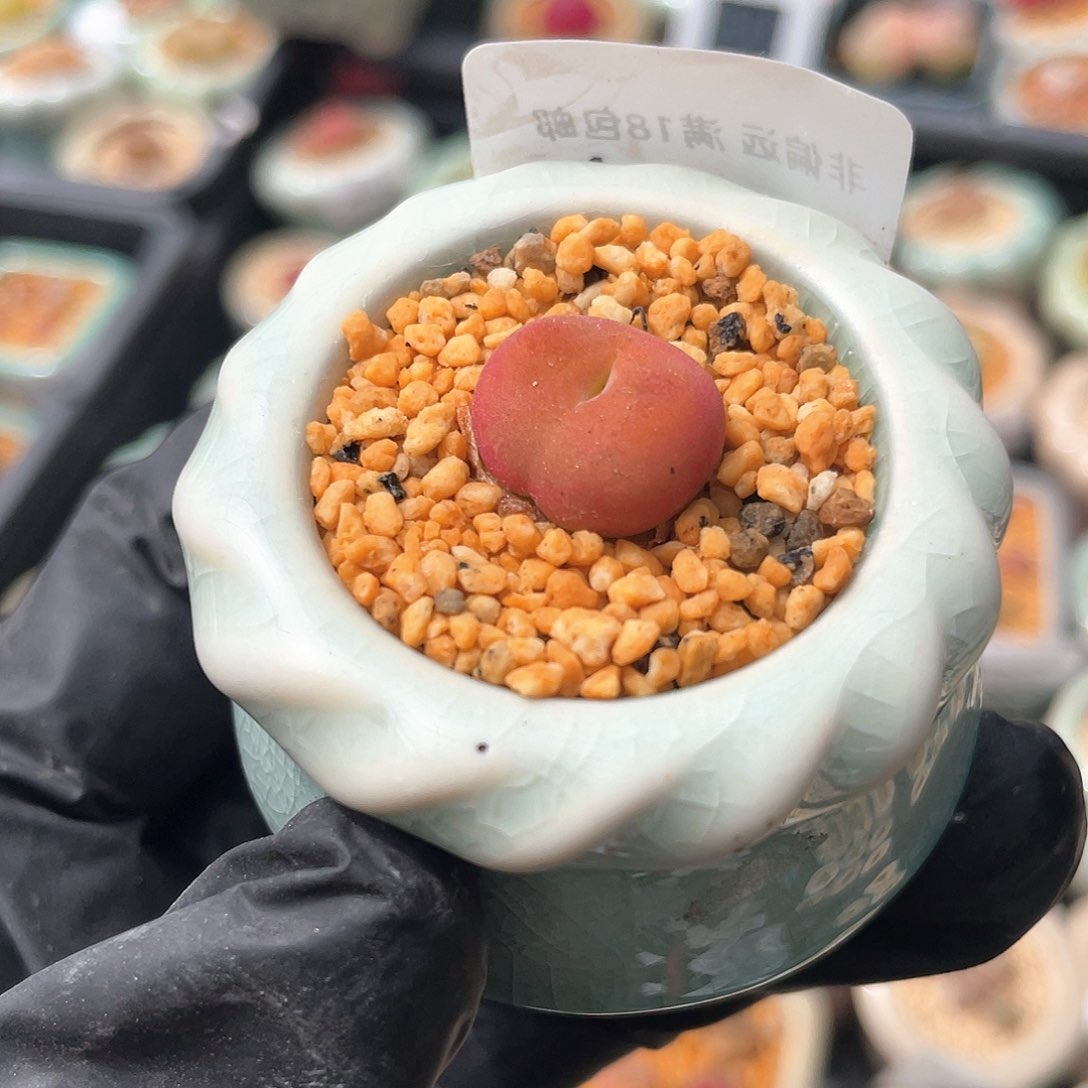 2430--一物一拍 带盆 水蜜桃