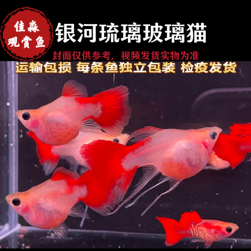 孔雀鱼琉璃玻璃猫观赏鱼小型鱼淡水鱼苗好养耐活热带鱼凤尾鱼包活