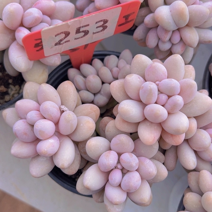 健健康康平平安安