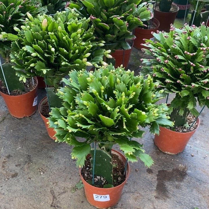当前无花栽培后可以开花279嫁接白色