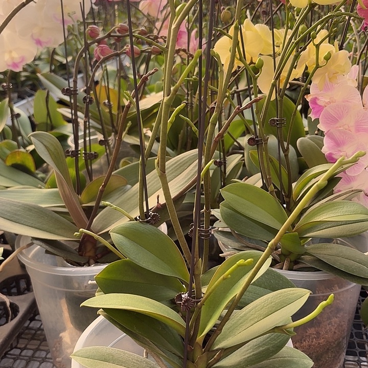 完全开放新品小叶巴掌叶2颗高品质