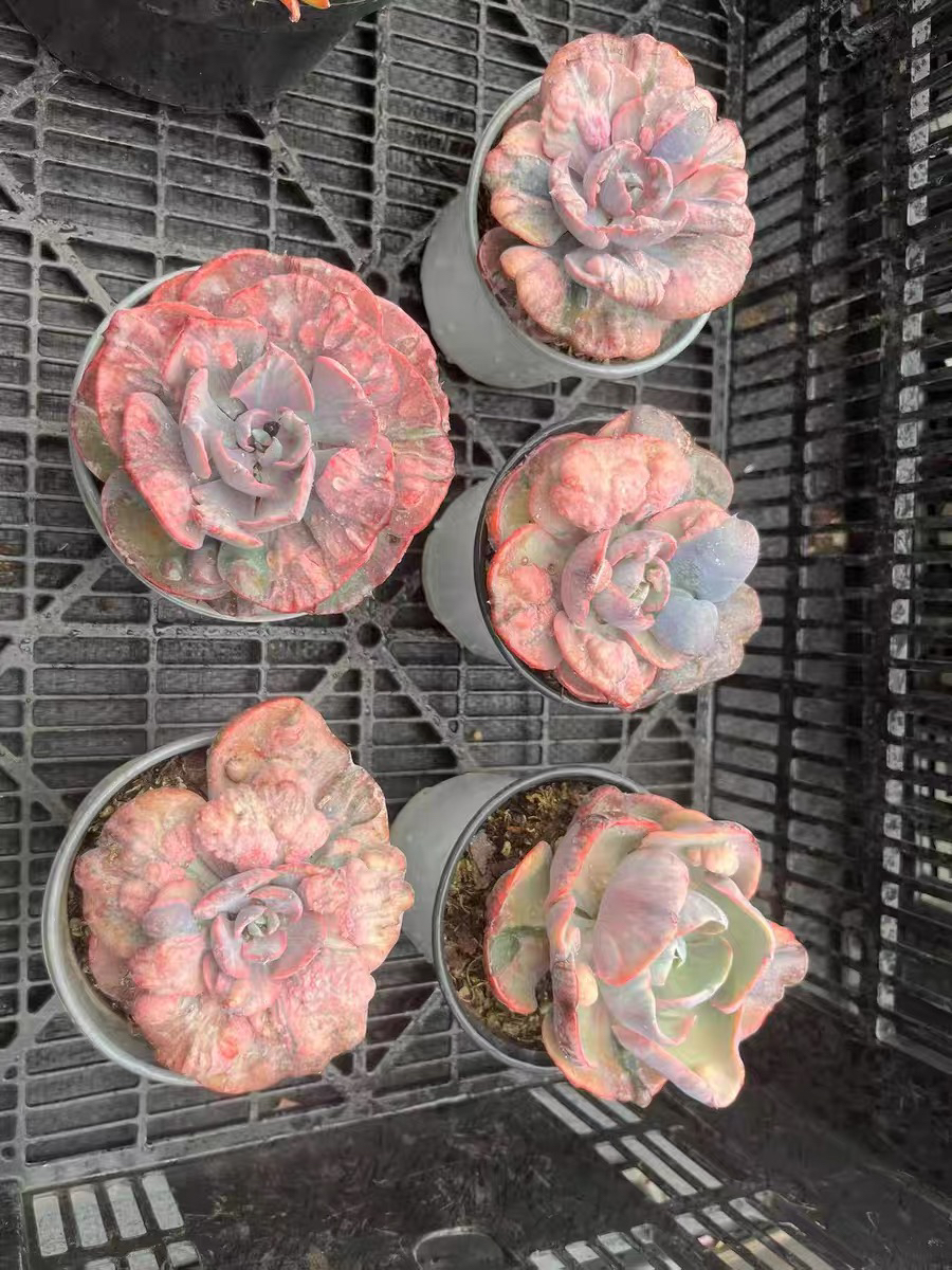 雨滴锦单头多肉植物盆栽易养好养阳台绿植花卉9.5盆