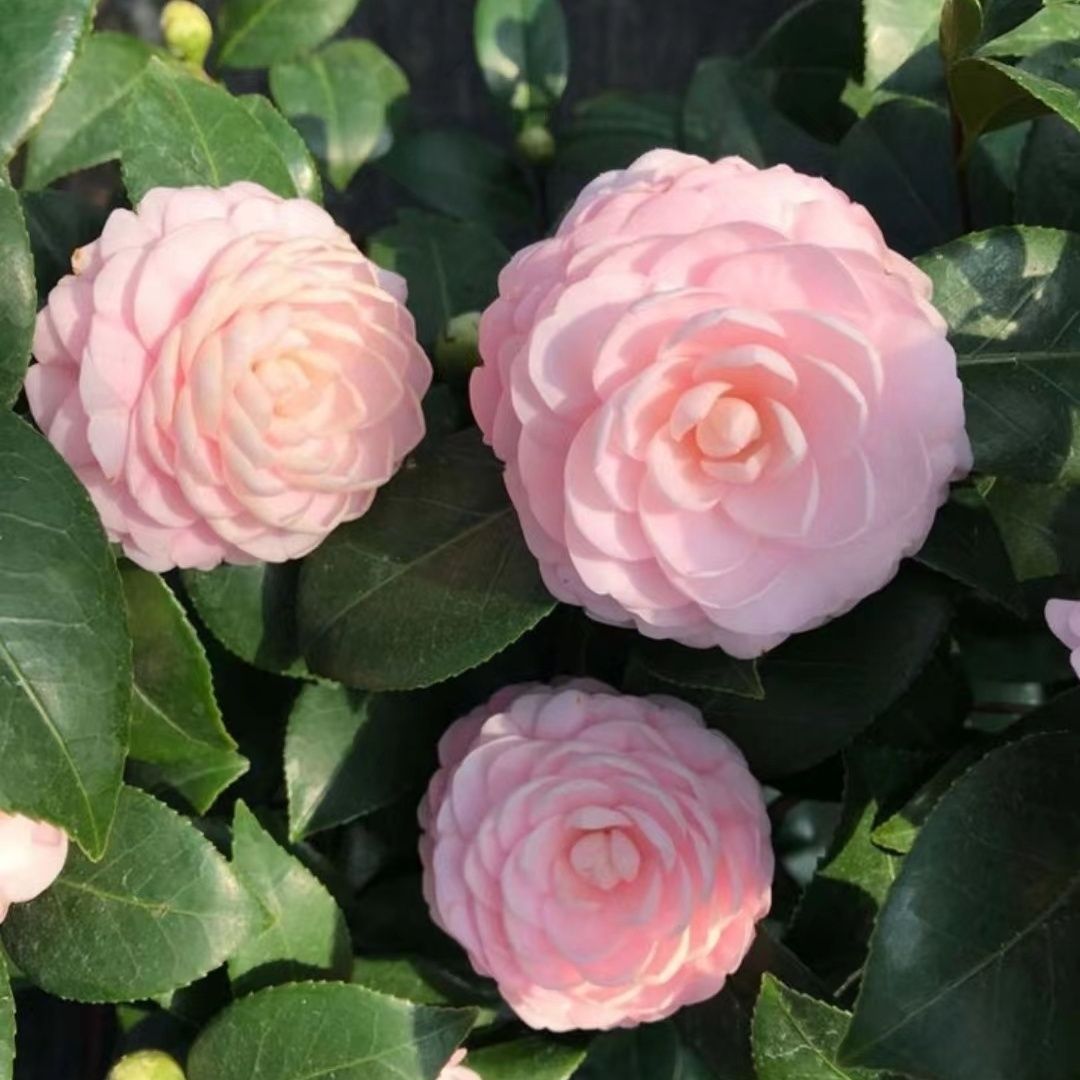 宫粉茶花盆栽阳台客厅花卉粉色中型精致花型也称花中娇客观花植物