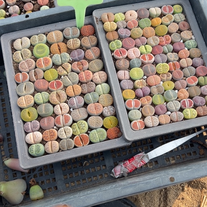 周***梅生日快乐啊小丁858