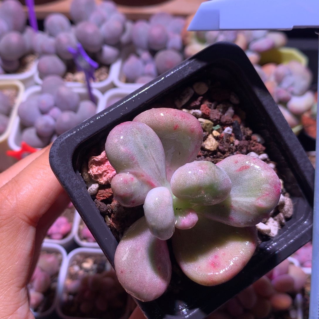 油煎锦小书肉奶酪多肉 