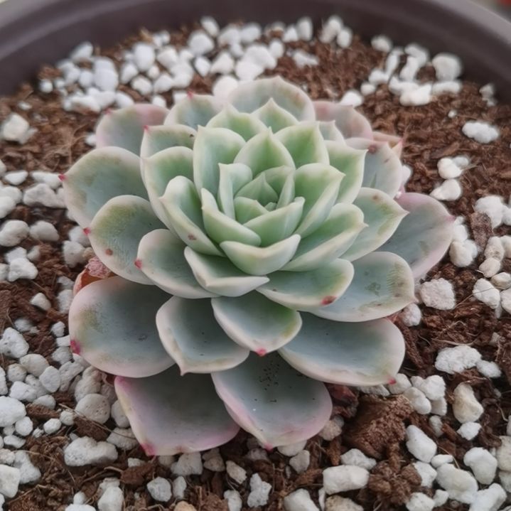 哈密瓜白覆轮锦多肉植物