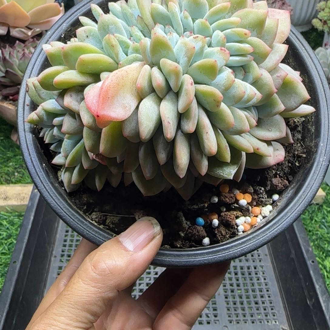 锦安精品多肉植物214