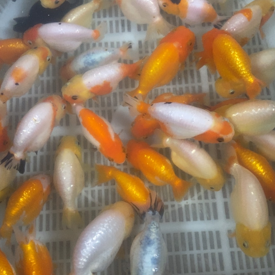 金鱼练手任选三只包邮