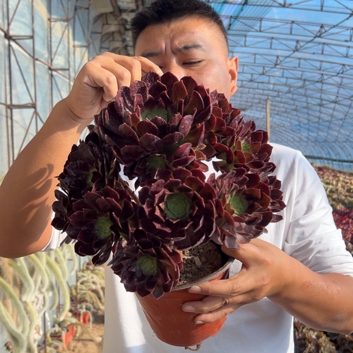 18.8万黑公主一颗