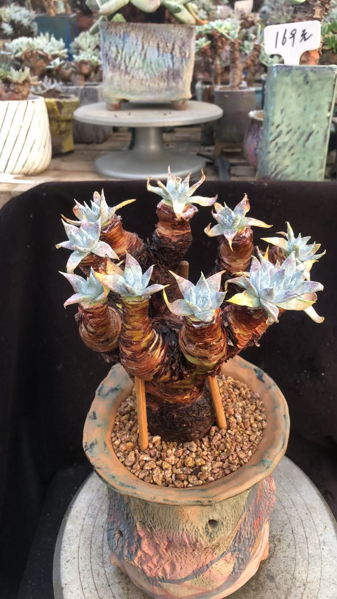 雪山苹果叶精控手捧花小树桩朵朵 