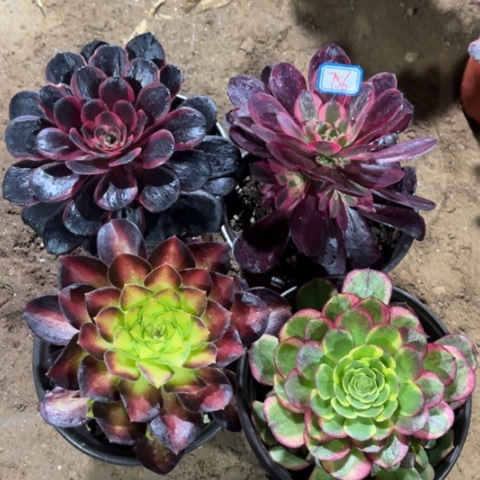 756多肉植物组合