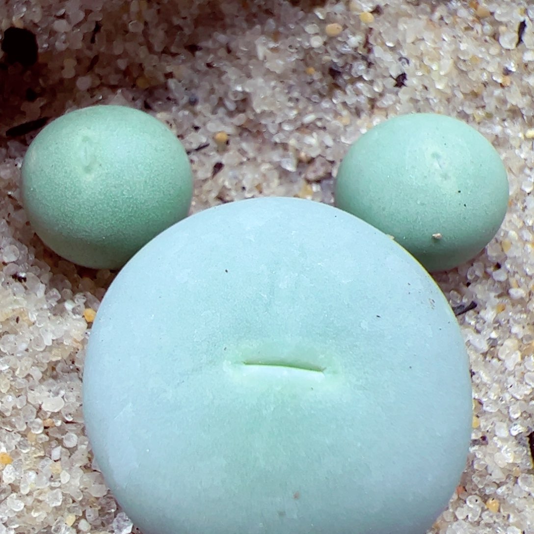 115 优秀的肉肉124