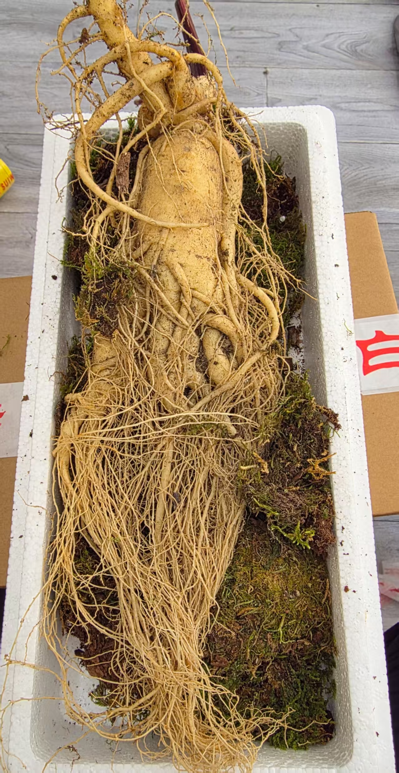 长白山优质园参泡酒料