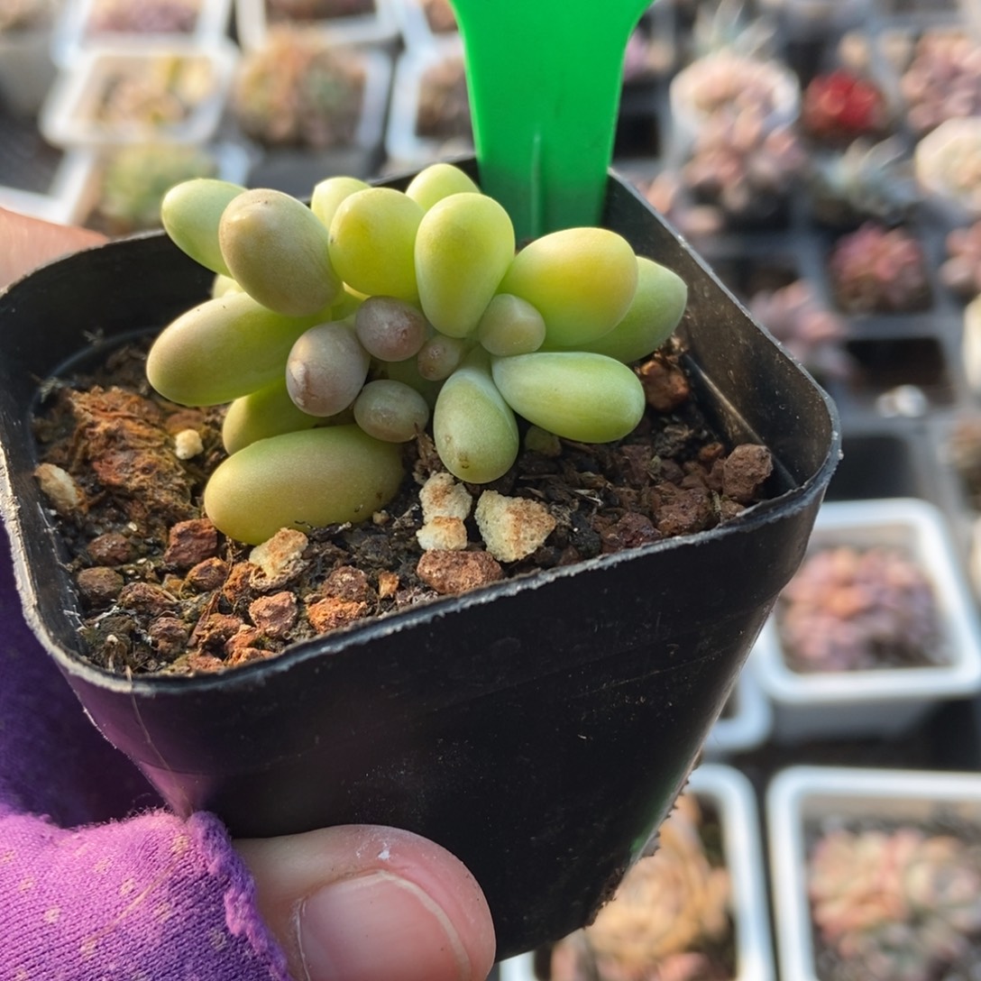 750芒果奶锦多肉植物