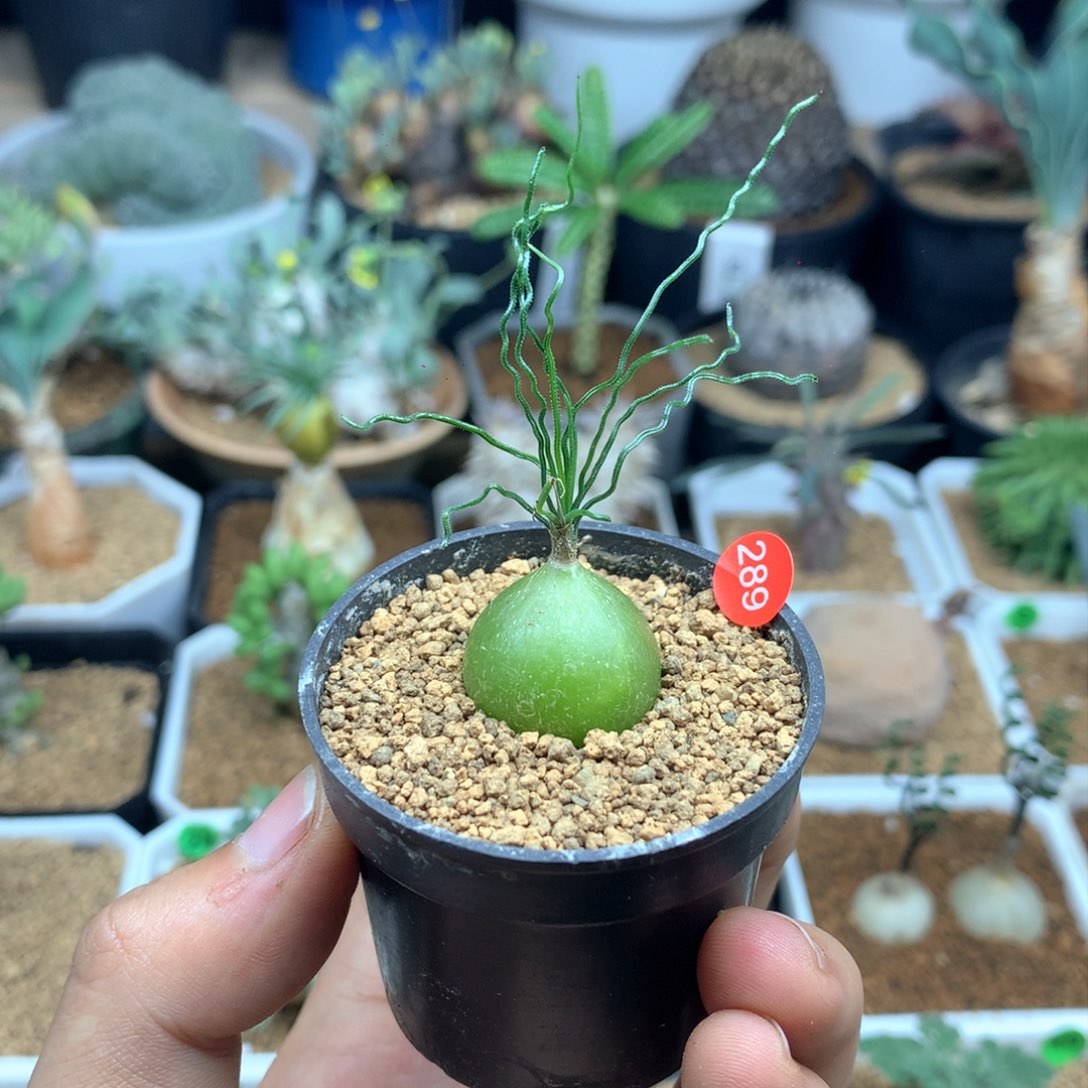 聂*葉泰迪海葱多肉带盆