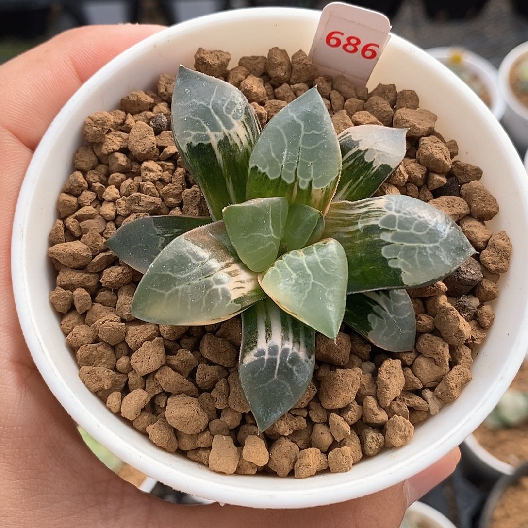 红陶686号火凤凰锦一物一拍