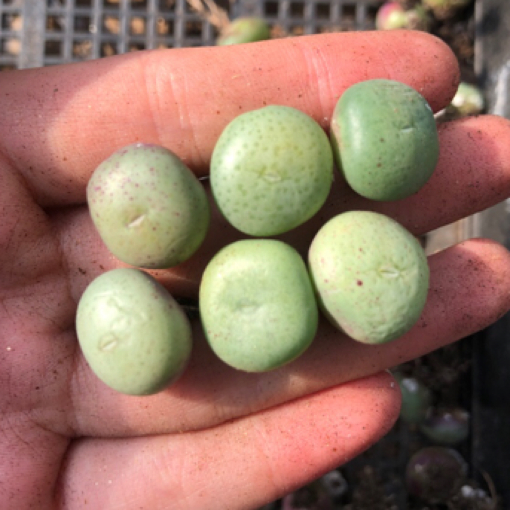 黄花饼6颗一组 多肉植物