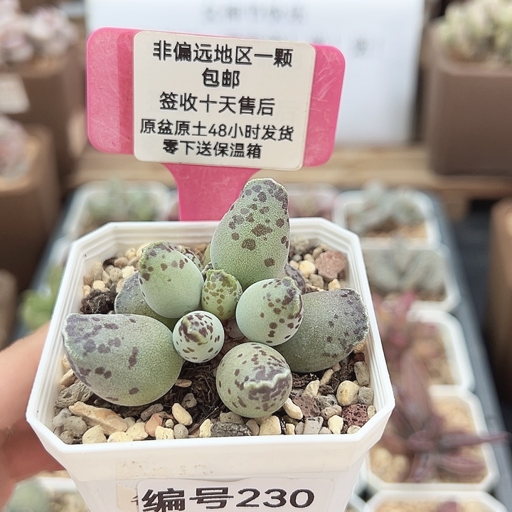 230白肌海豹多肉植物