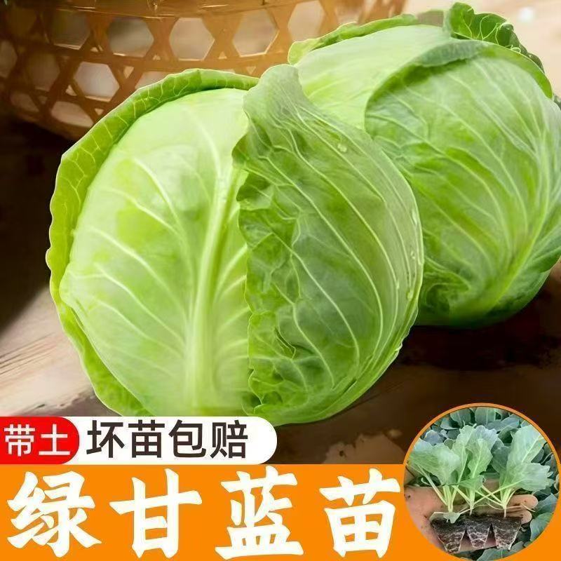 包菜苗耐寒抗冻盆栽地载阳台栽种