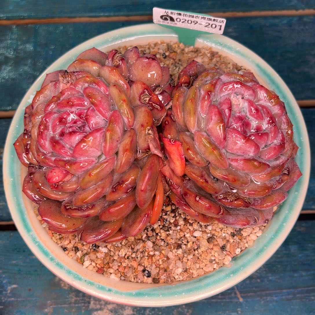 从前慢多肉精选编号0209.201