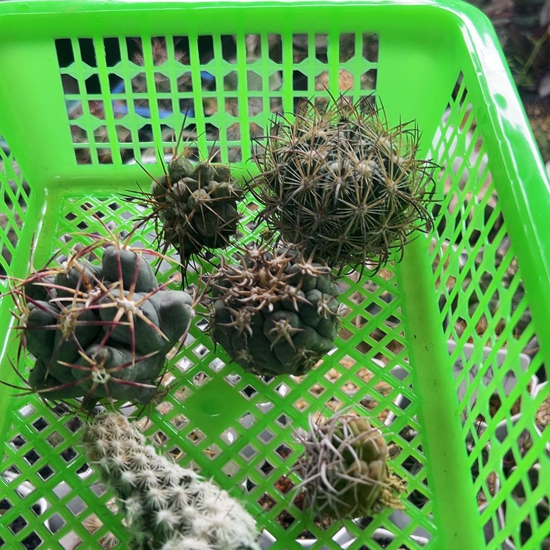 组合福利仙人球666666