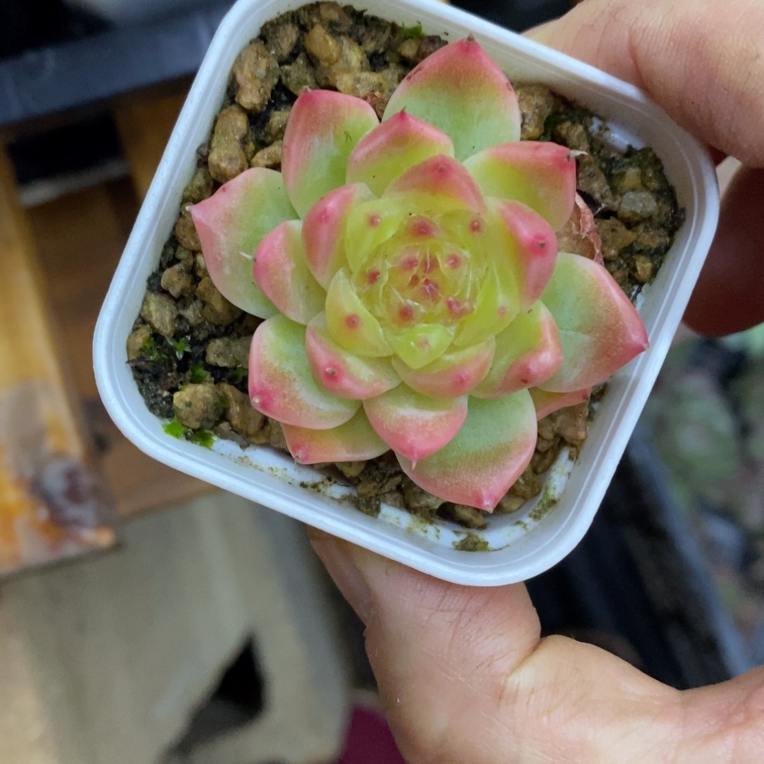 精品多肉一物一拍不包整46