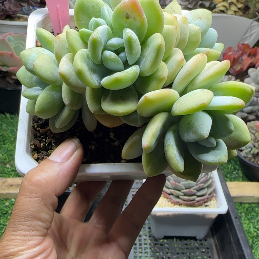 锦安精品多肉植物216