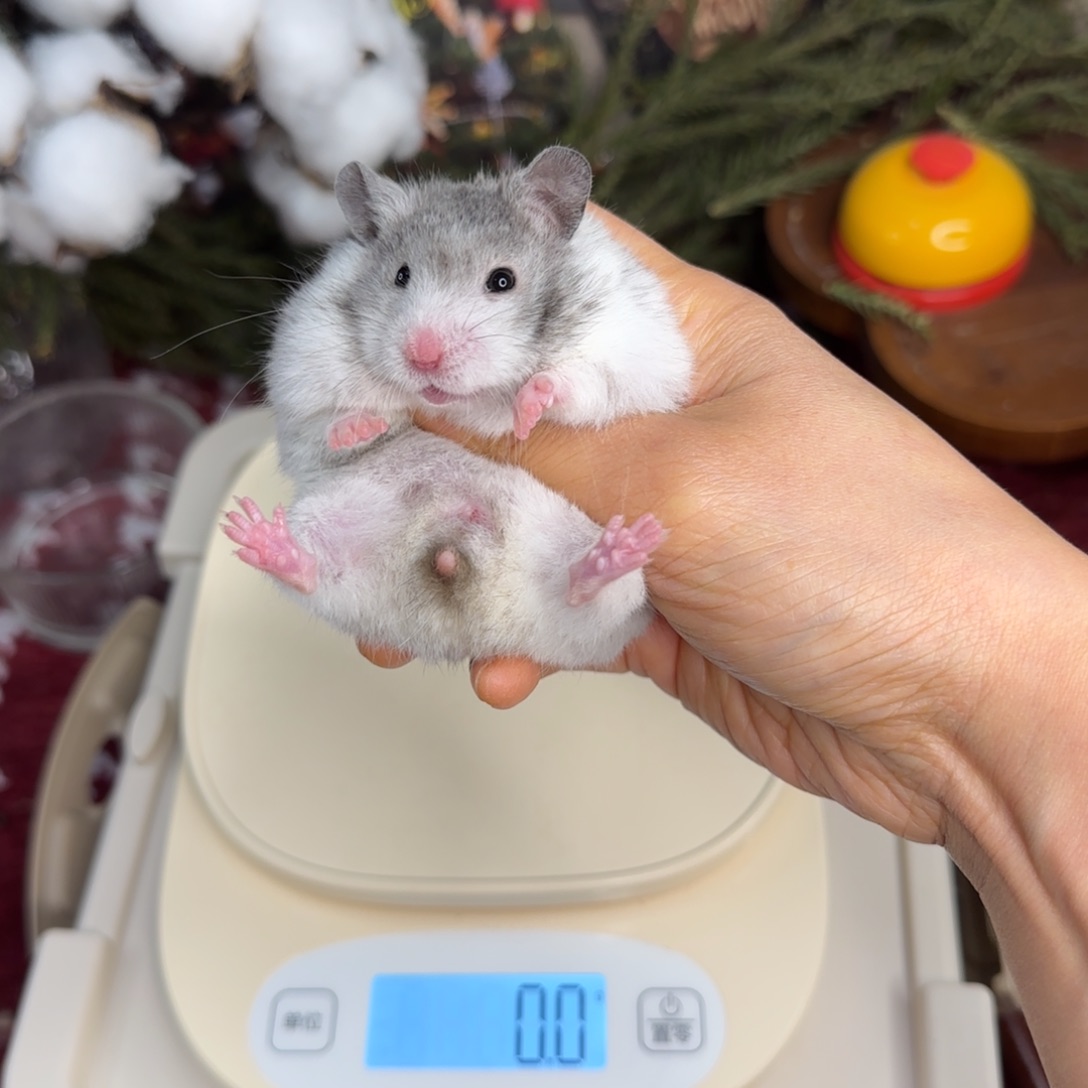 短毛黑波妹妹12.02