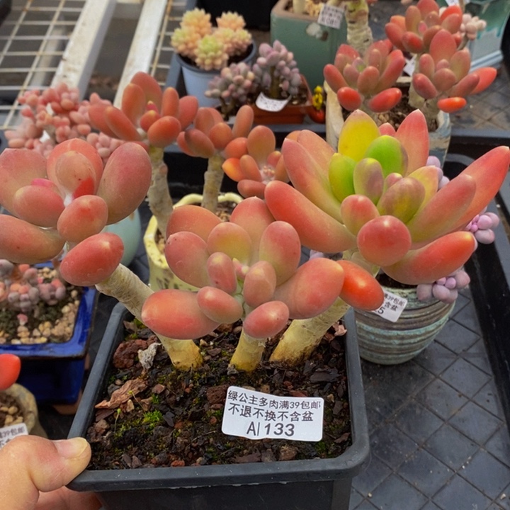 金蝉老桩133多肉植物