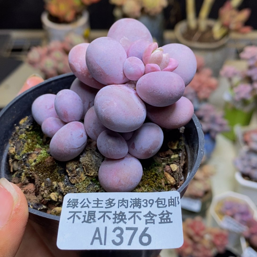 376芭比奶多肉6c m