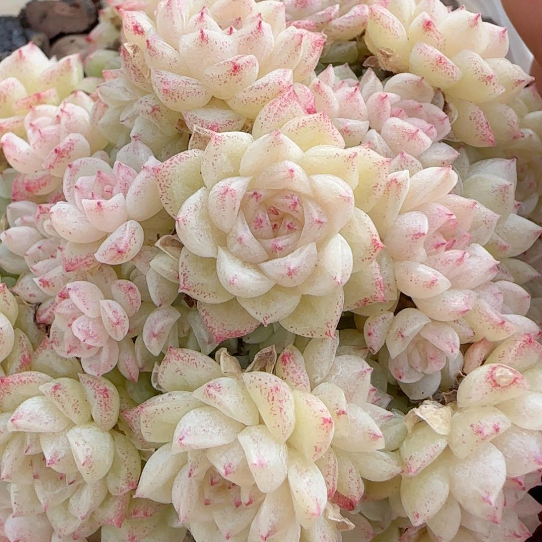 【闪购商品】0131-47珠光优选麦杆