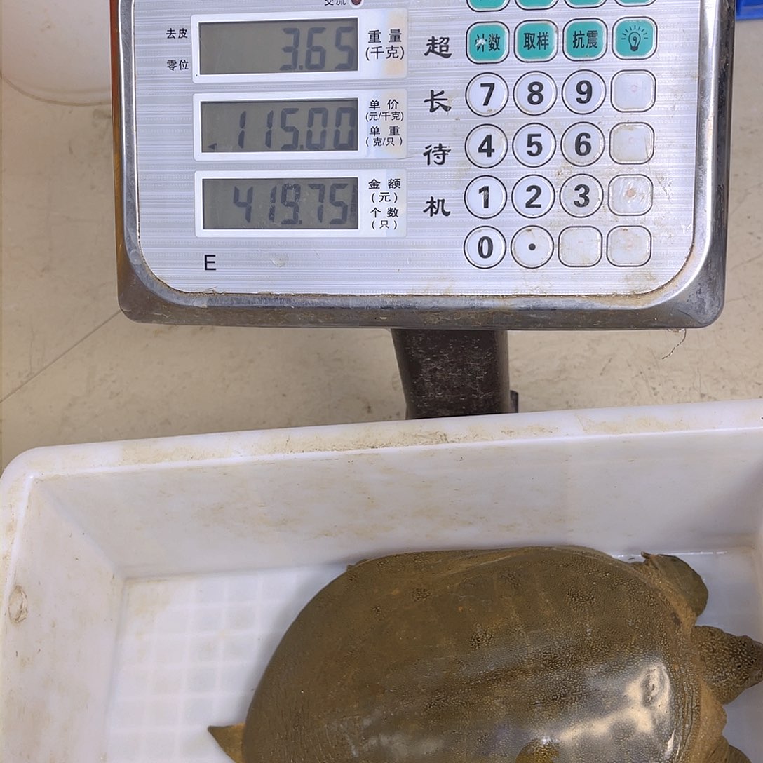 中国大陆野生甲鱼包邮包活