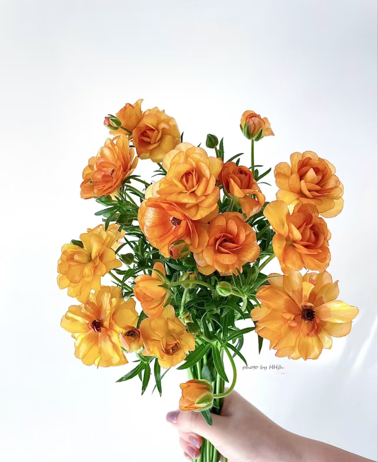 【源头一手价】橙色蝴蝶洋牡丹一把  云南基地鲜花直发  一手货源
