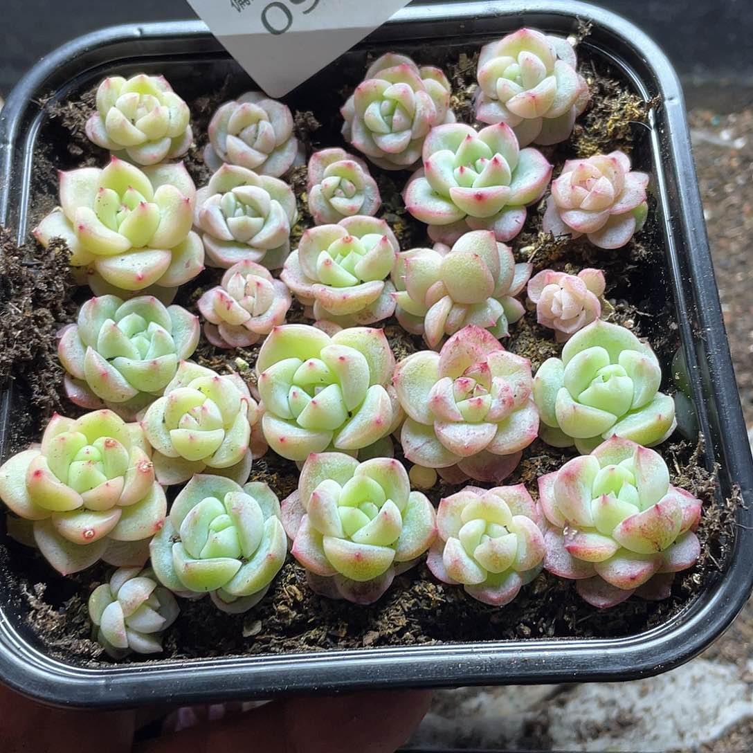 珍妮混一物一拍090