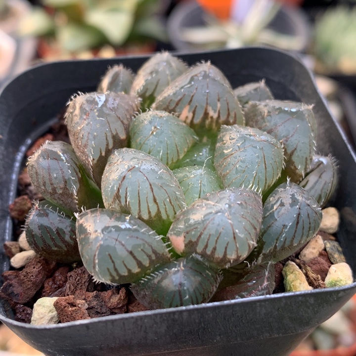 巨大化赤线玉露，带盆发货