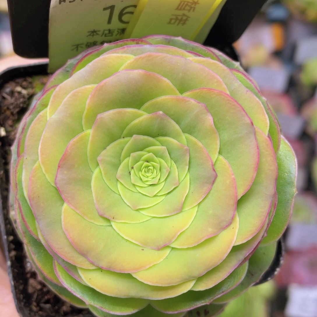 皙偌玫瑰新年福利164