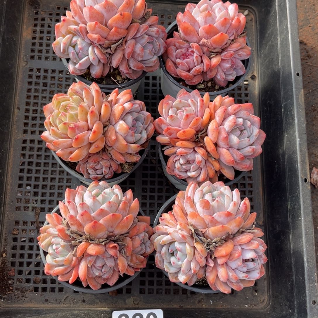 带盆发   660号新疆西藏内蒙古不包邮的