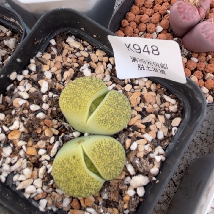 948多肉哈哈哈哈哈哈