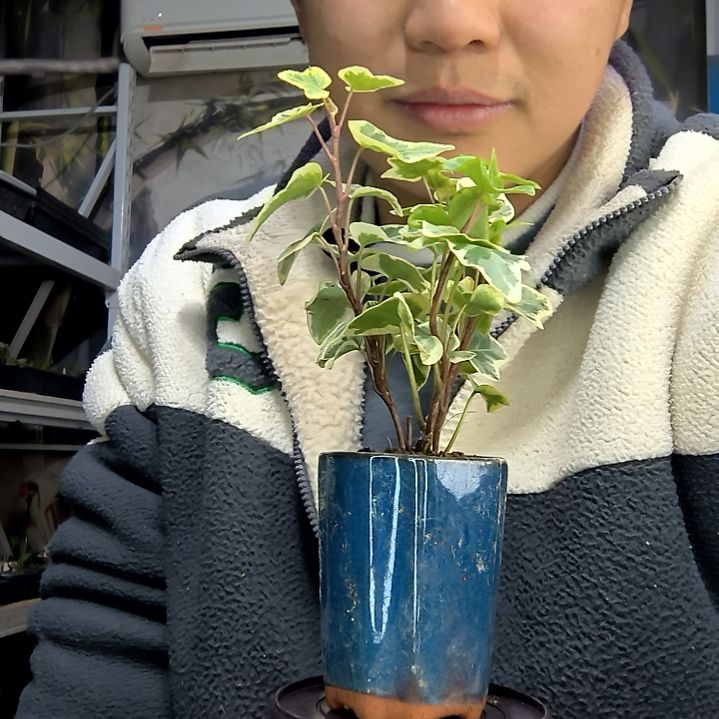 依***你中青园艺一物一拍花192