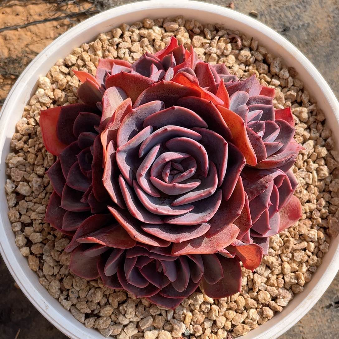 无砍多肉植物多肉植物