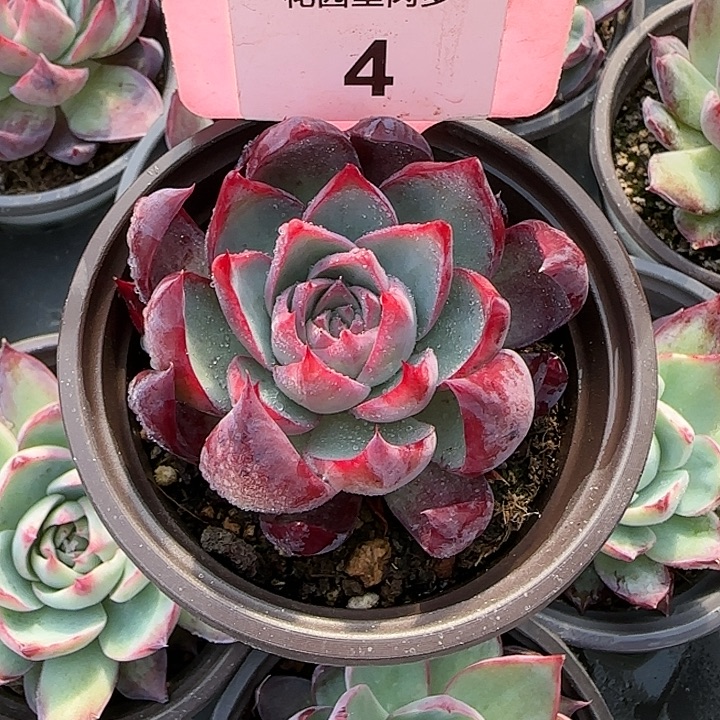 是***！4 惊鸿仙子多肉植物6-9cm